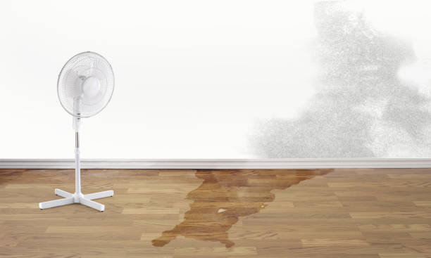 Best Mold removal after water damage  in Ranson, WV